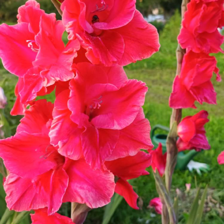 Plant image Gladiolus 'After Shock'