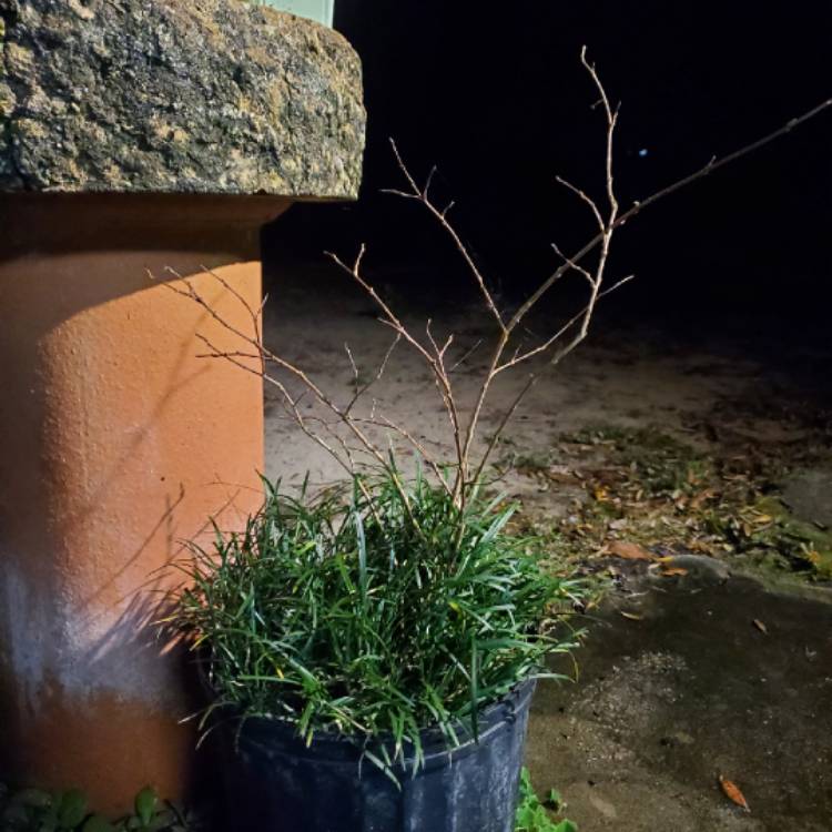 Plant image Ophiopogon