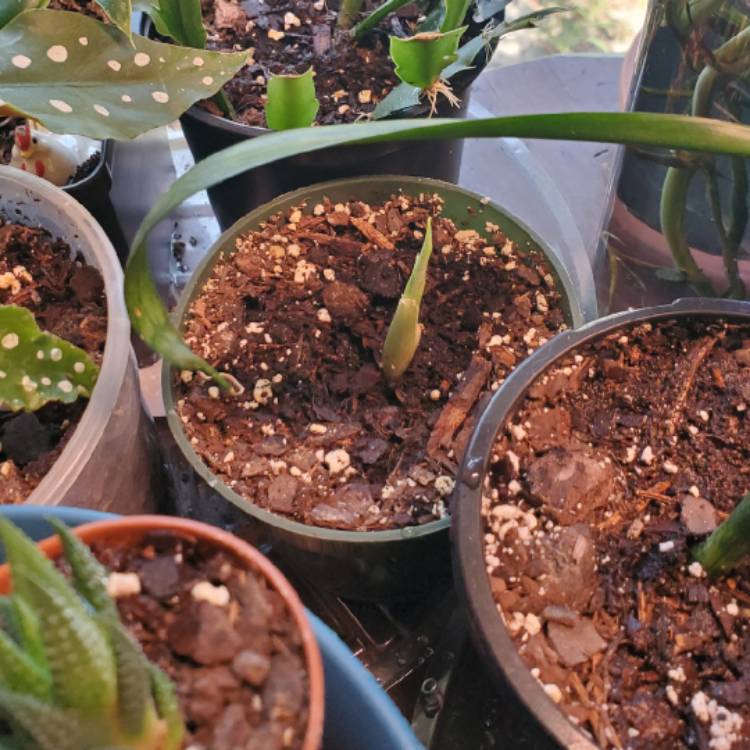 plant image 1596033