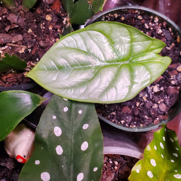 Plant image Alocasia 'Silver Dragon'