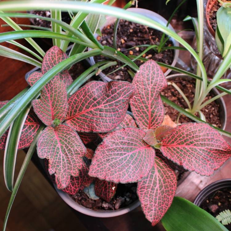 Plant image Fittonia Argyroneura 'Red Vein'
