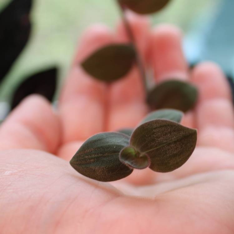 Plant image Tradescantia chrysophylla 'Baby Bunny Bellies'