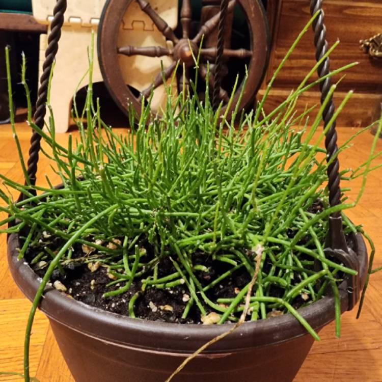 plant image 1683960