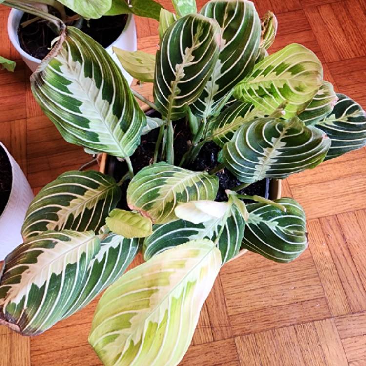 Plant image Maranta Leuconeura ‘Marisela'