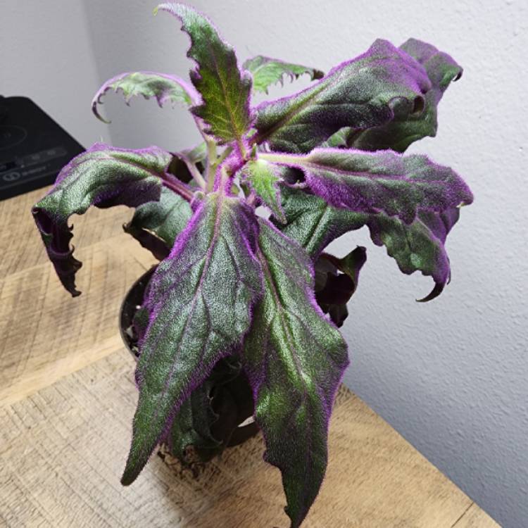 Plant image Gynura Aurantiaca 'Purple Passion'