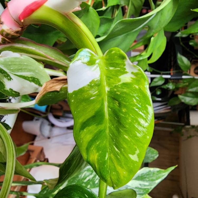 Plant image Philodendron 'White Princess'