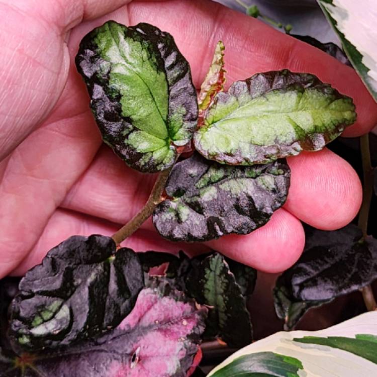 Plant image Pellionia Repens