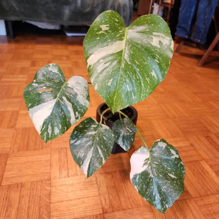 plant image 1720271