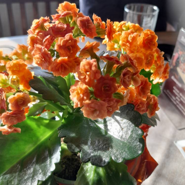 Plant image Kalanchoe blossfeldiana 'orange'