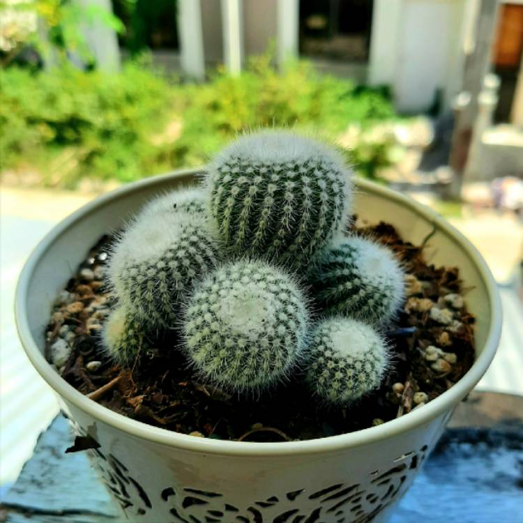 Plant image Rebutia Senilis