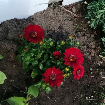 plant image 1122373