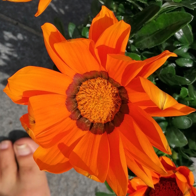 plant image 1330413