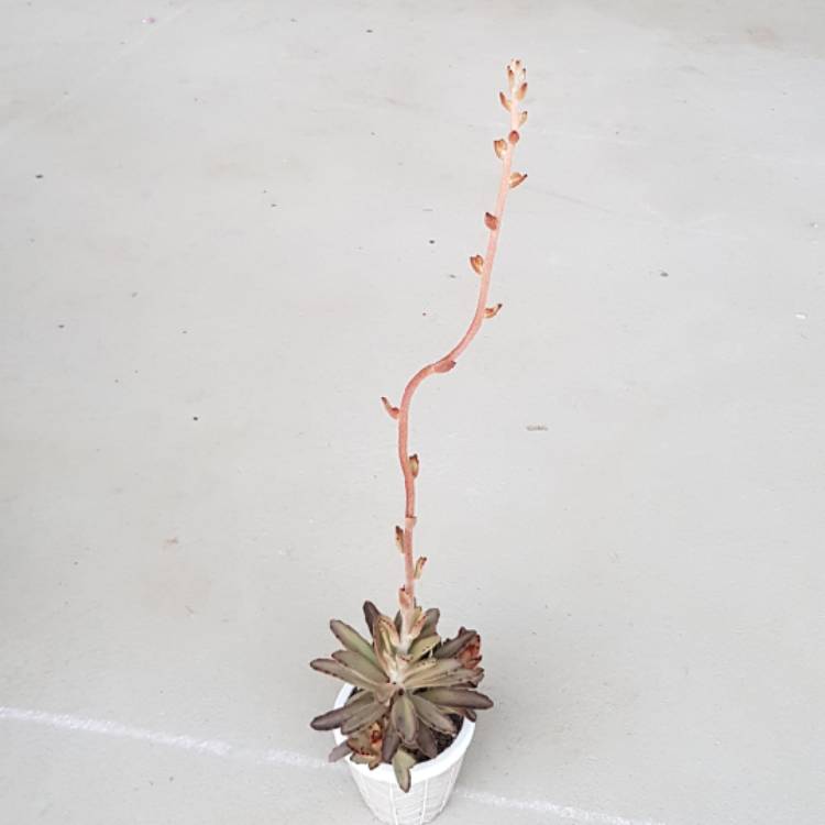 plant image 1056616