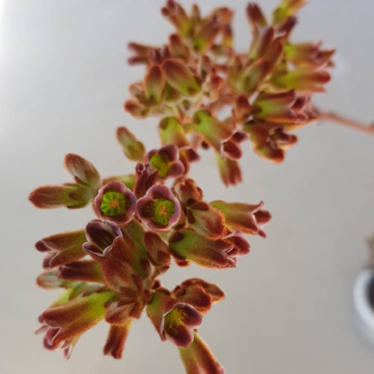 plant image 1155197