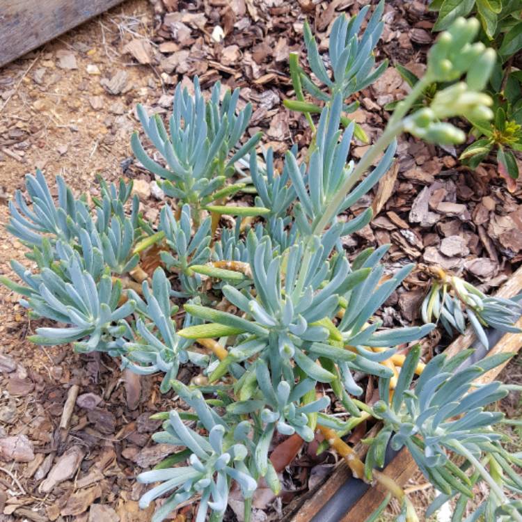 Plant image Senecio mandraliscae