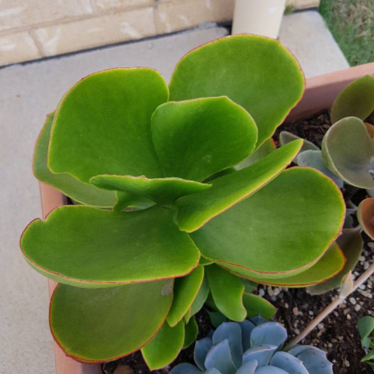 plant image 621888