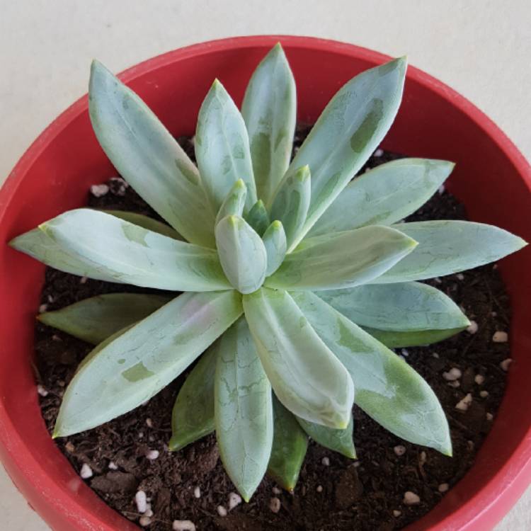 plant image 637961