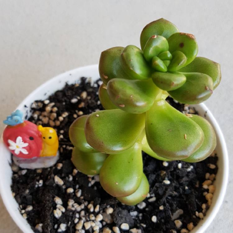 plant image 642742 plant image 642742