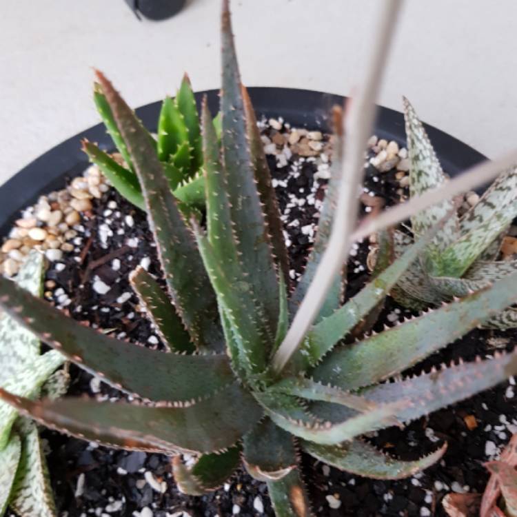 plant image 654688