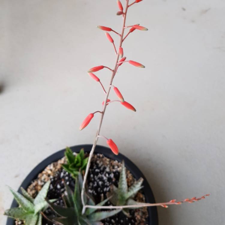 Plant image Aloe 'Titan'