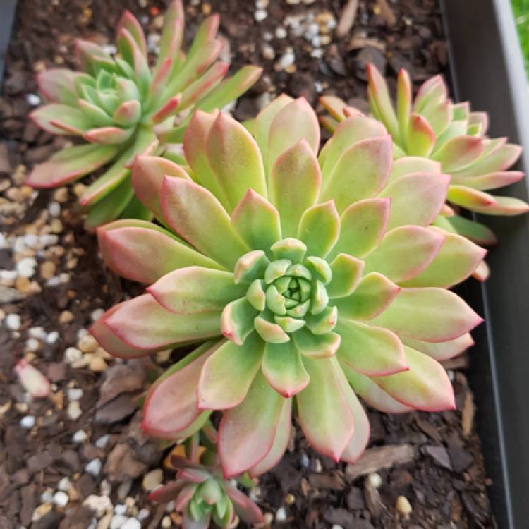 plant image 663461 plant image 663461