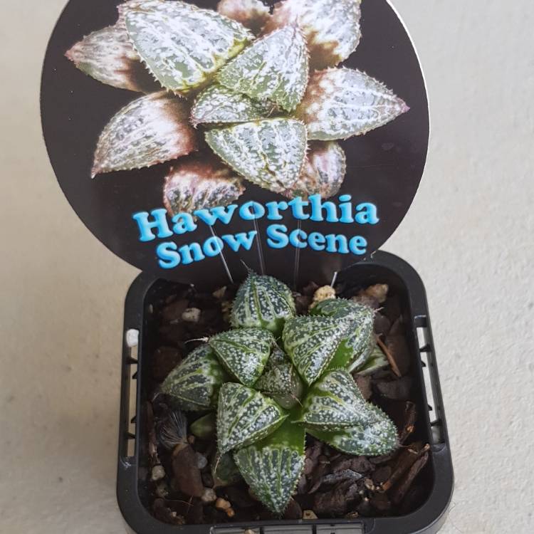 Plant image Haworthia emelyae 'Snow Scene'
