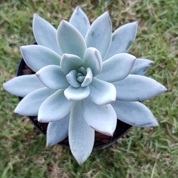 plant image 695189