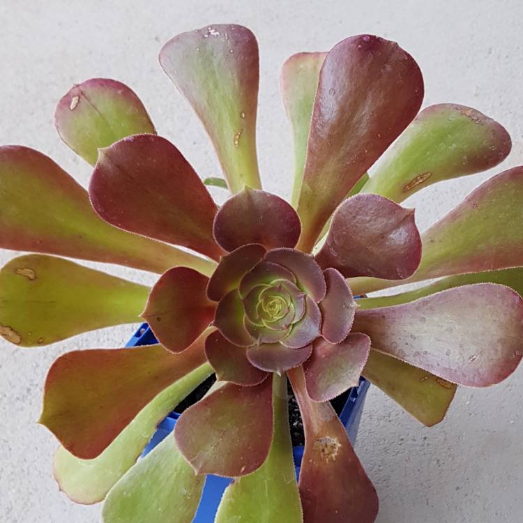 plant image 696968