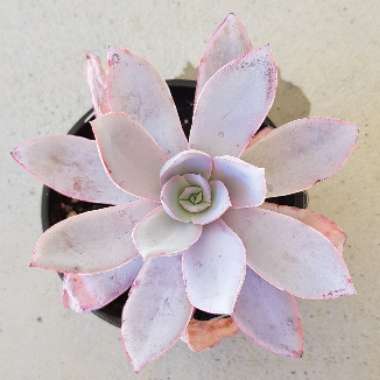 Echeveria Cante