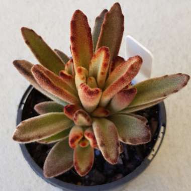 Kalanchoe Tomentosa 'Chocolate Soldier'