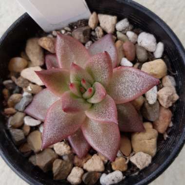 Echeveria Agavoides Romeo
