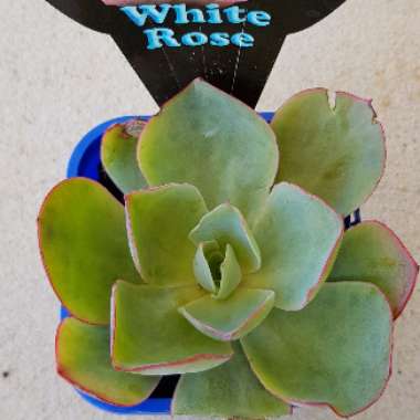 Echeveria Powder Blue