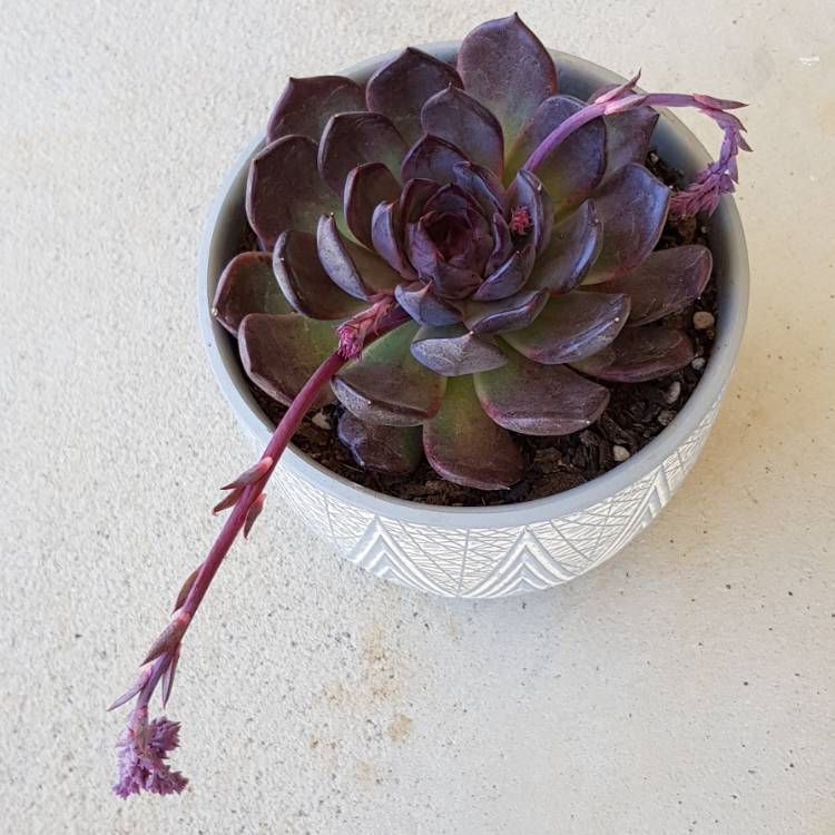 plant image 759505 plant image 759505