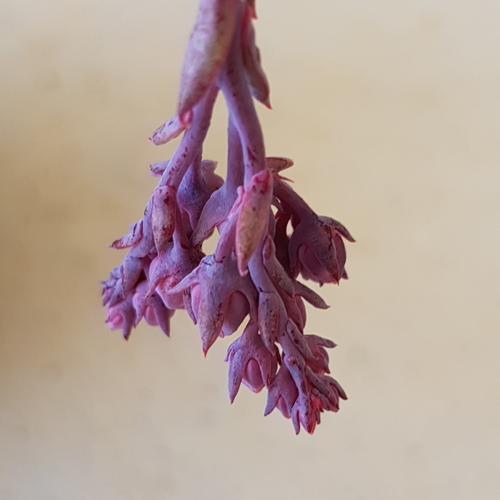 plant image 759508 plant image 759508