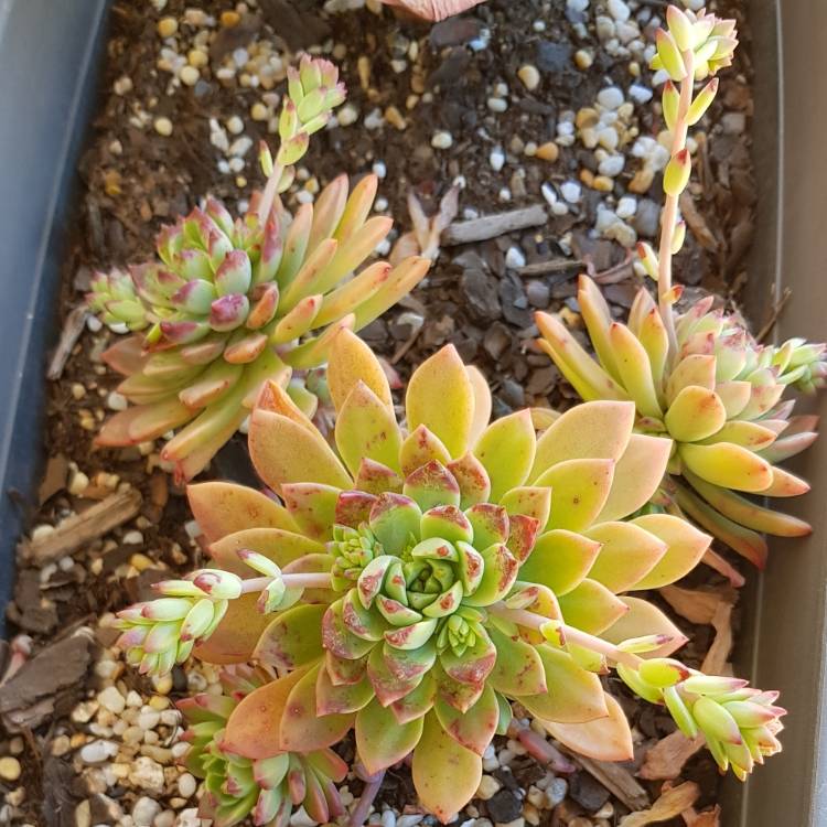 Plant image xSedeveria Maialen