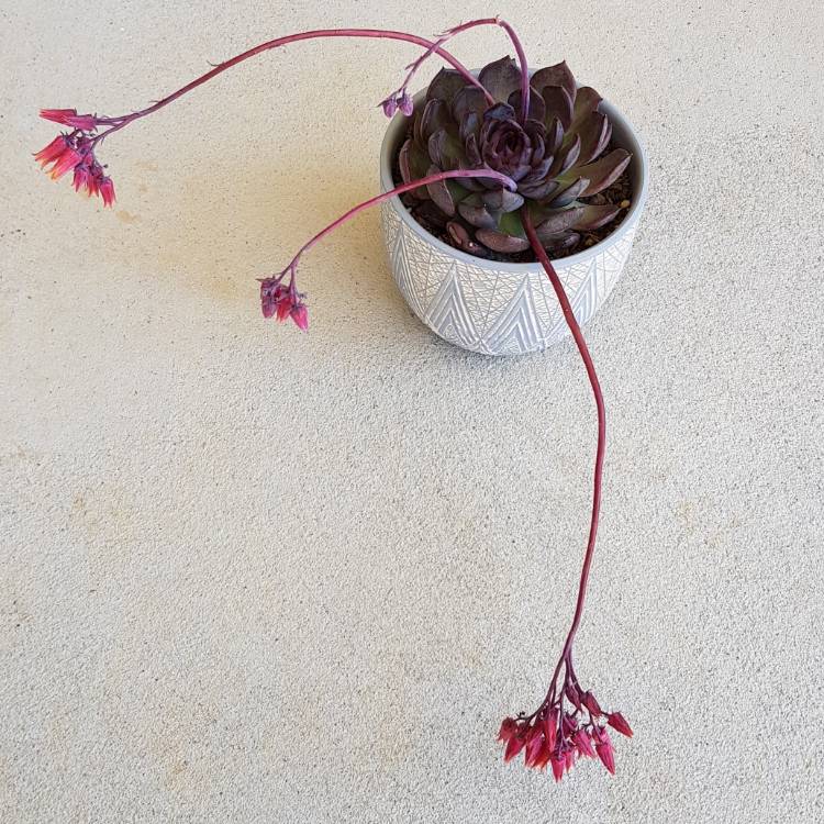 plant image 817291 plant image 817291