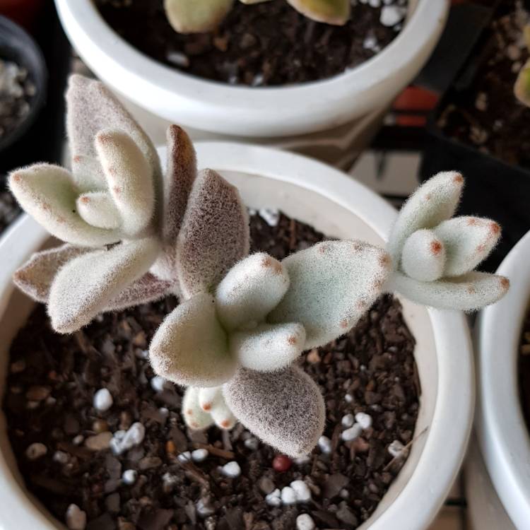 Plant image Kalanchoe eriophylla