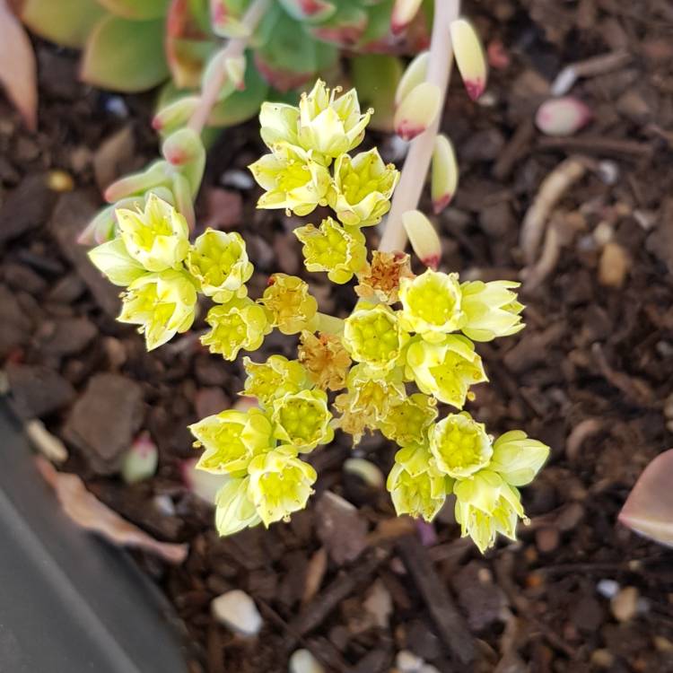 plant image 830882 plant image 830882