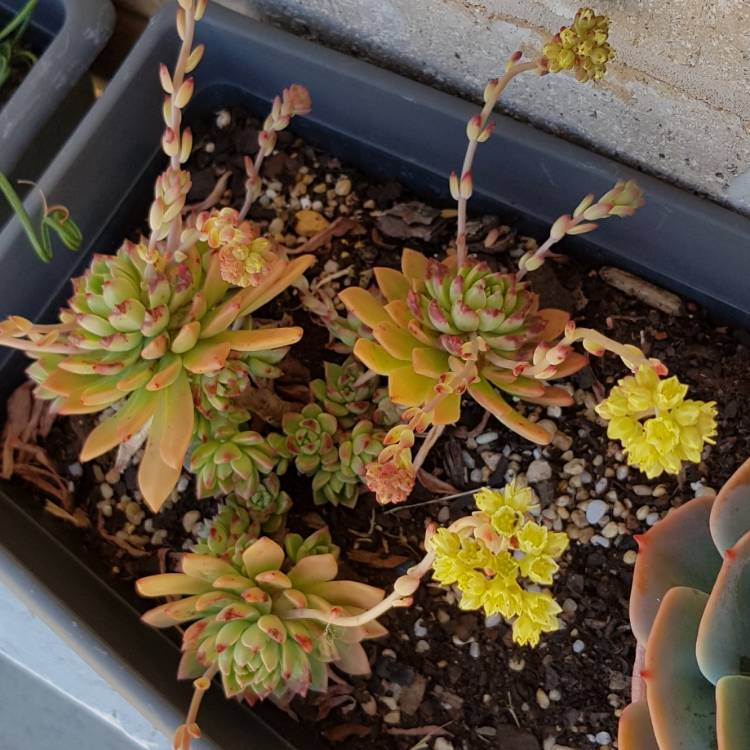plant image 830885 plant image 830885