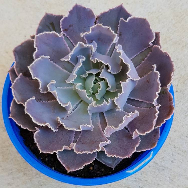 plant image 830891