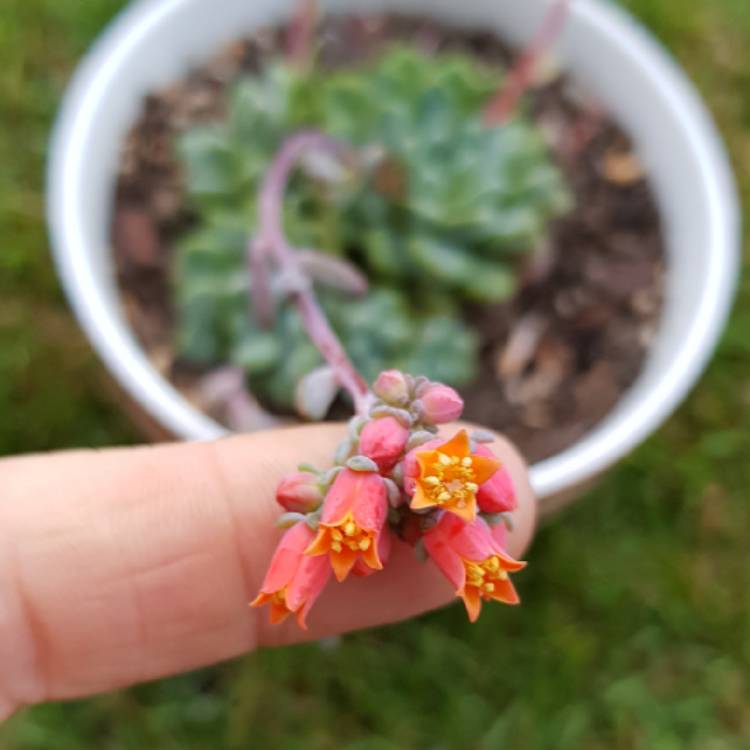 plant image 873582 plant image 873582