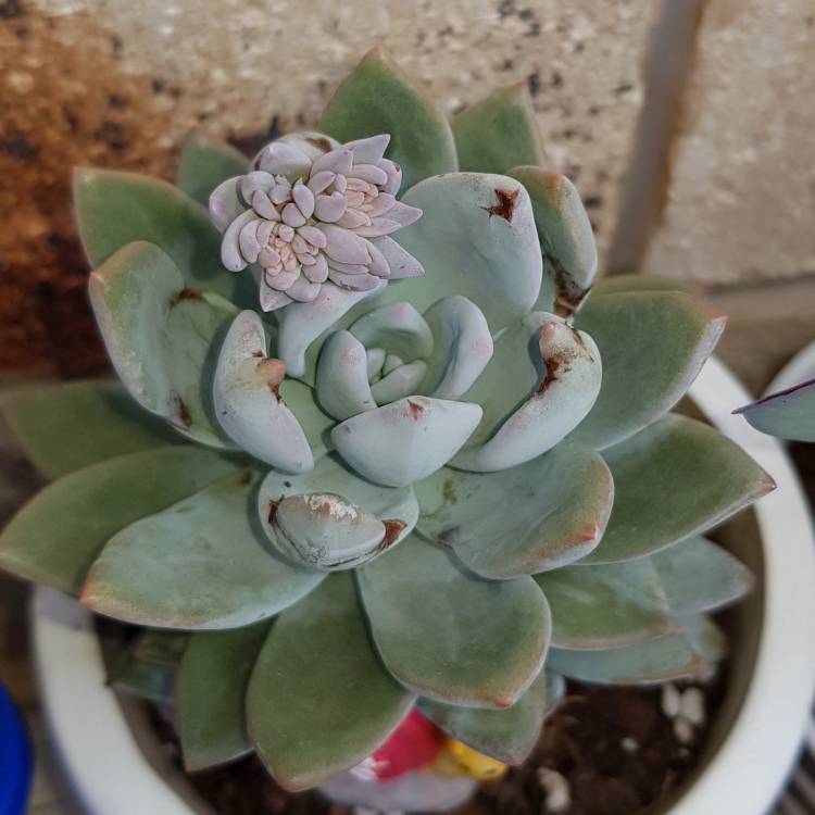 plant image 895741