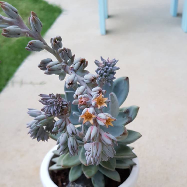 Plant image x Pachyveria Powder Puff