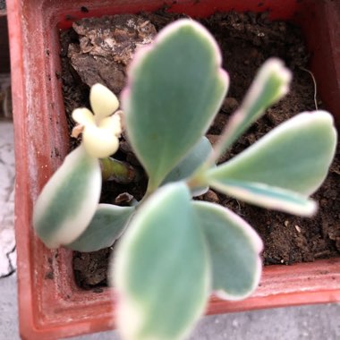 Senecio jacobsenii