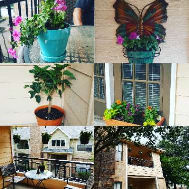Amy's garden