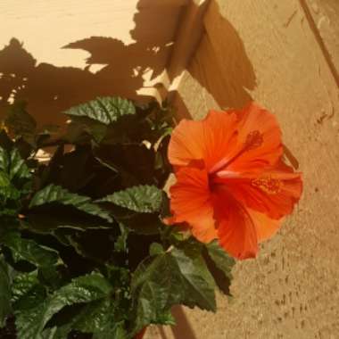 Rose Mallow