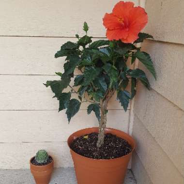 Rose Mallow