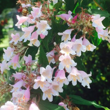 Linnaea 'Edward Goucher' syn. Abelia 'Edward Goucher'