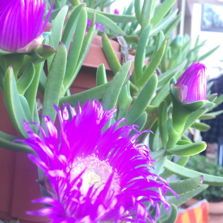 Plant image Carpobrotus acinaciformis