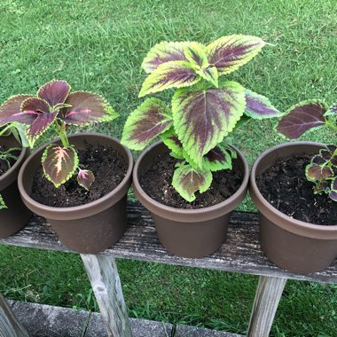 Coleus